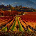 Napa Valley