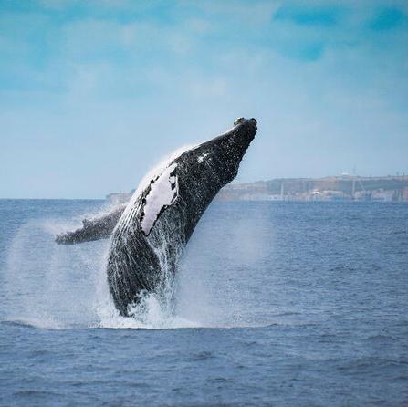 Whale Watching Tour