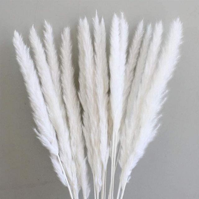 OCEDECOR 60 Pcs Natural Dried Flowers Pampas Grass,Wedding Flower Bunch,Phragmites Communis Bouquet for Floral Arrangements Home Decor (White)