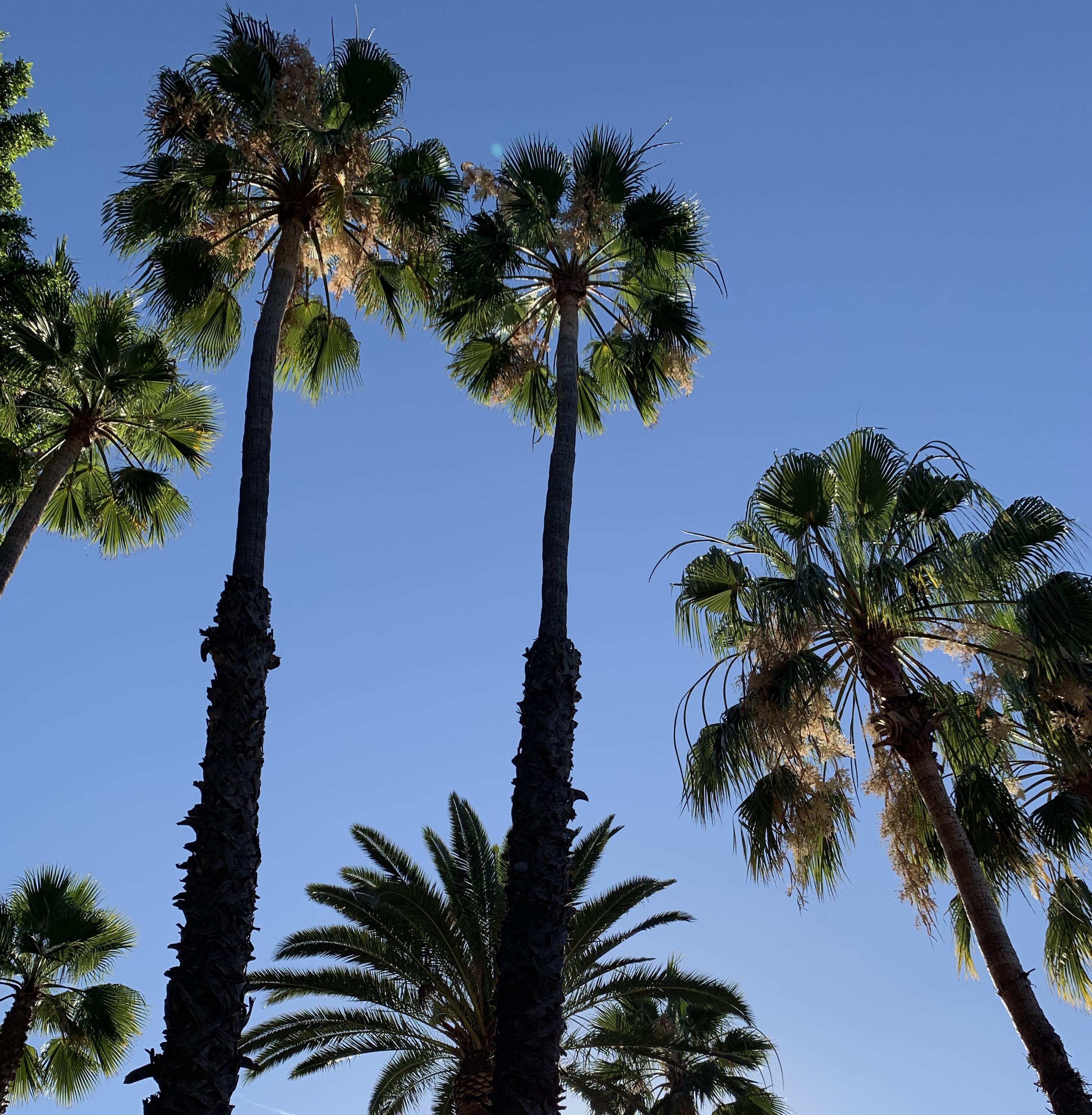 The Wedding Website of Emmanuel Domingo Loarca and Amanda Taylor Arimura