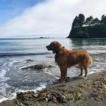 Noyo Dog Beach