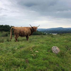 Scotish Highlands Tour for Two