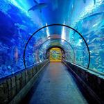 Shark Reef Aquarium at Mandalay Bay