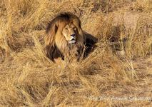 The Wild Animal Sanctuary
