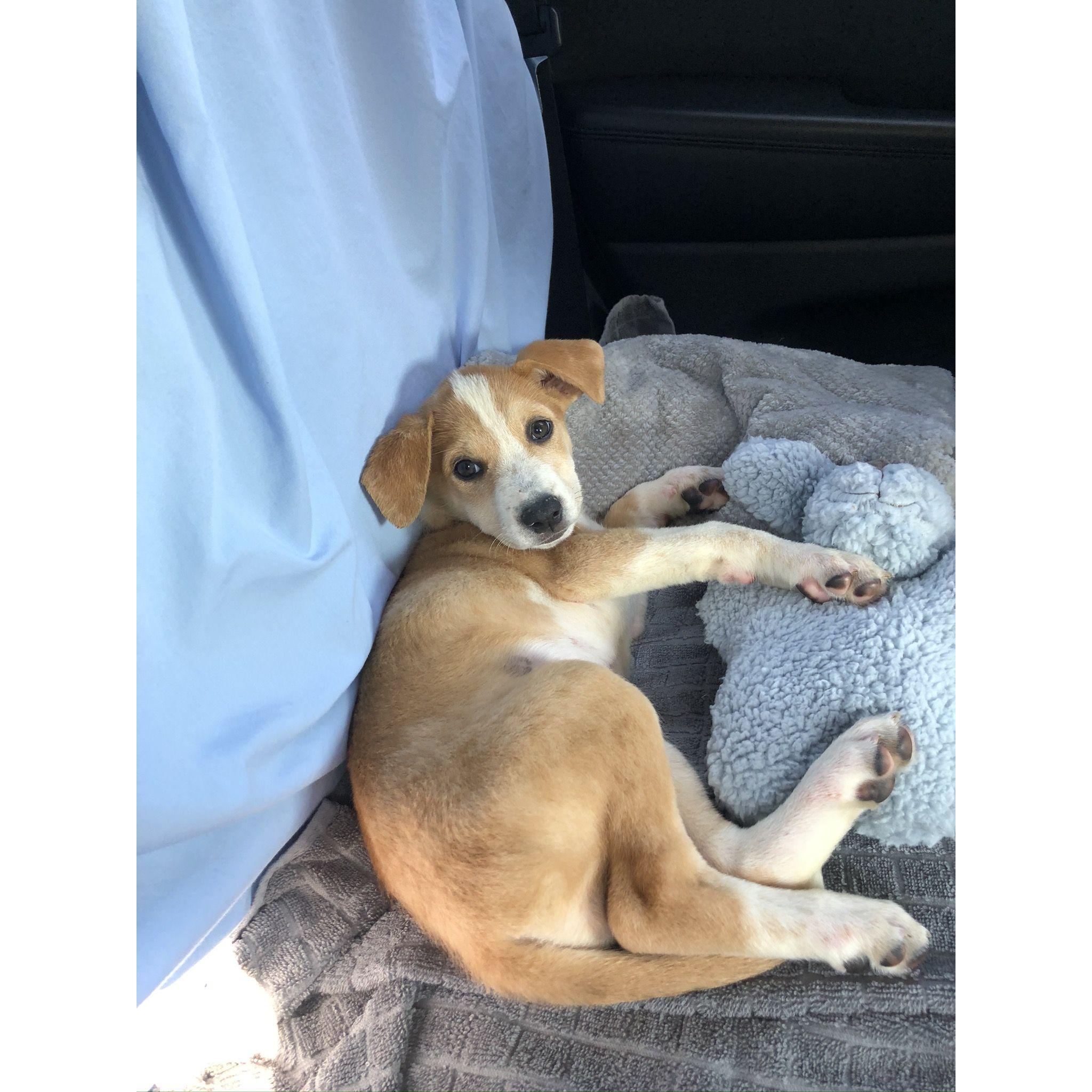 The day we got Akiko Sept. 2020!