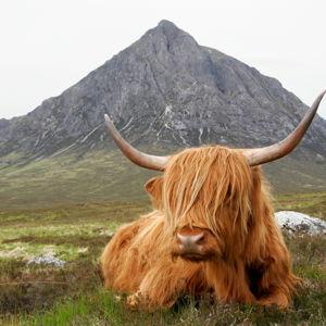 Honeymoon in Scotland