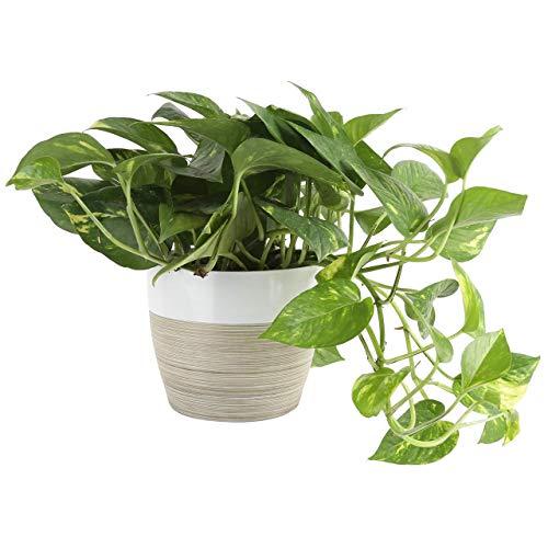 Costa Farms Devil's Ivy Golden Pothos 10-Inches Tall Live Indoor Plant, 6, White