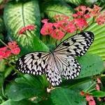 The Key West Butterfly and Nature Conservatory