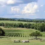 Arrington Vineyards