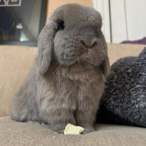 Rabbit College Fund