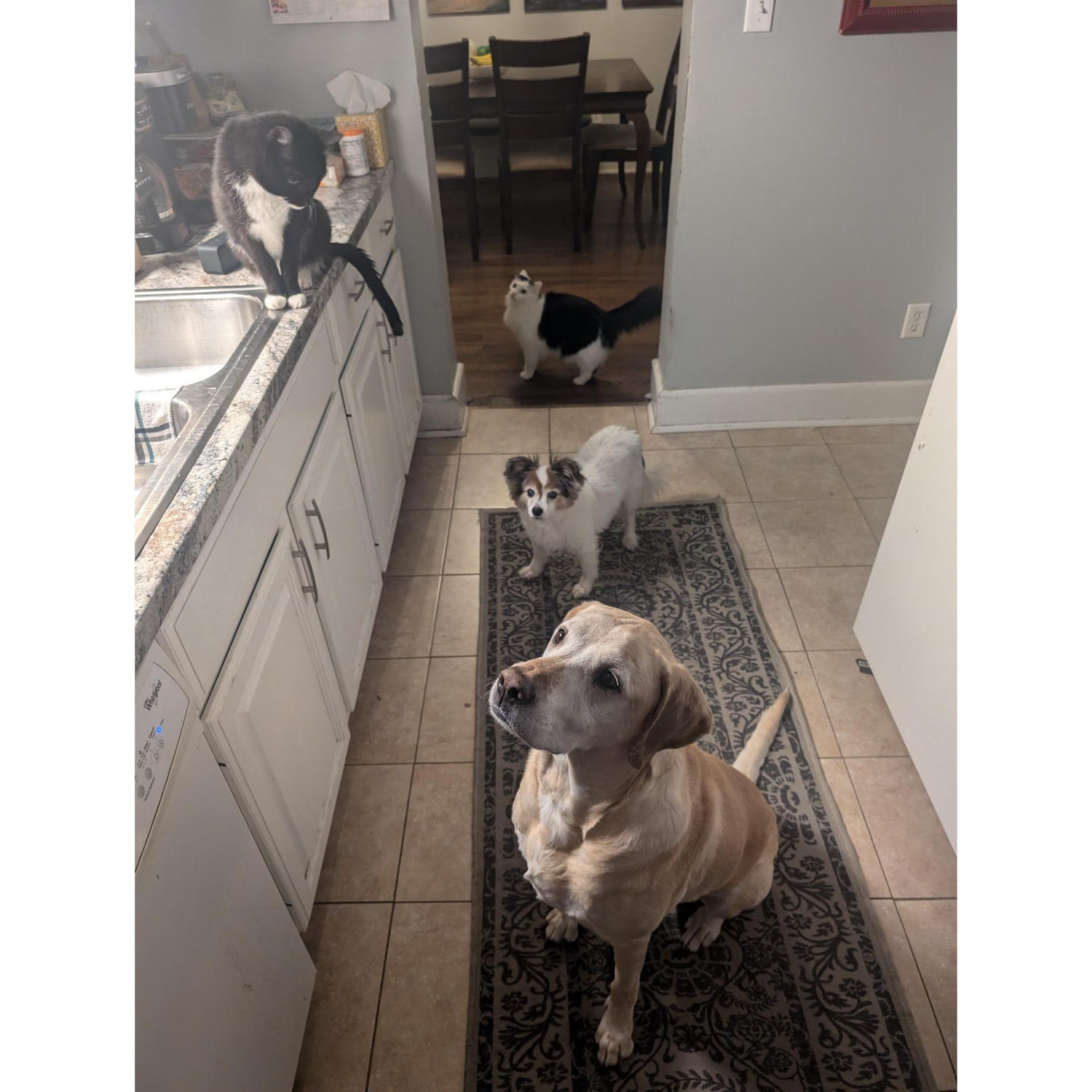 Our furry family