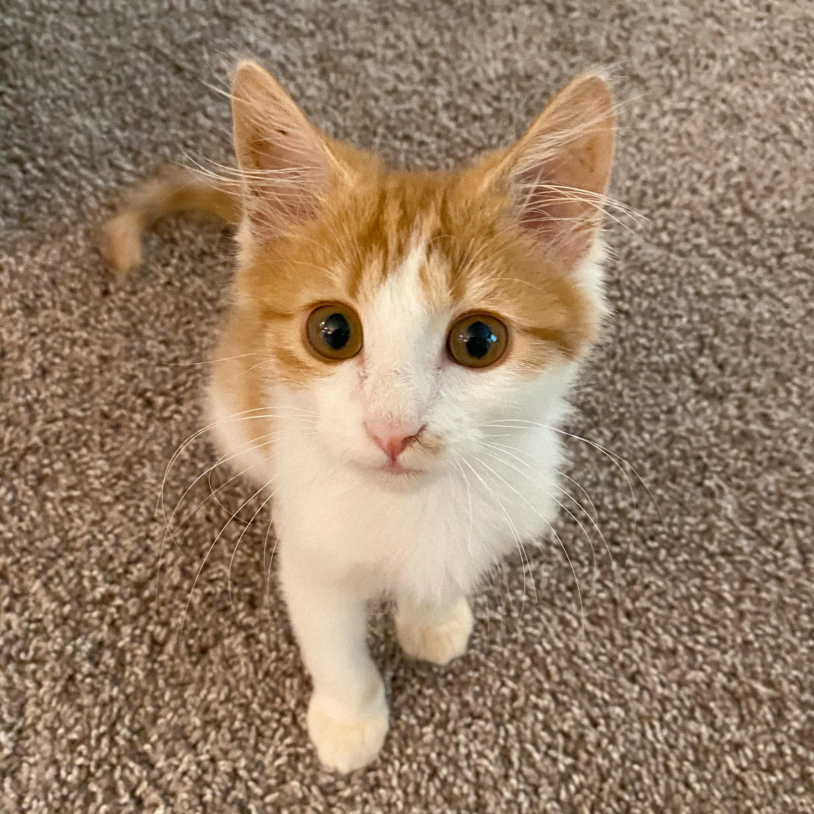 August 2024 - we adopted our kitty, Indy