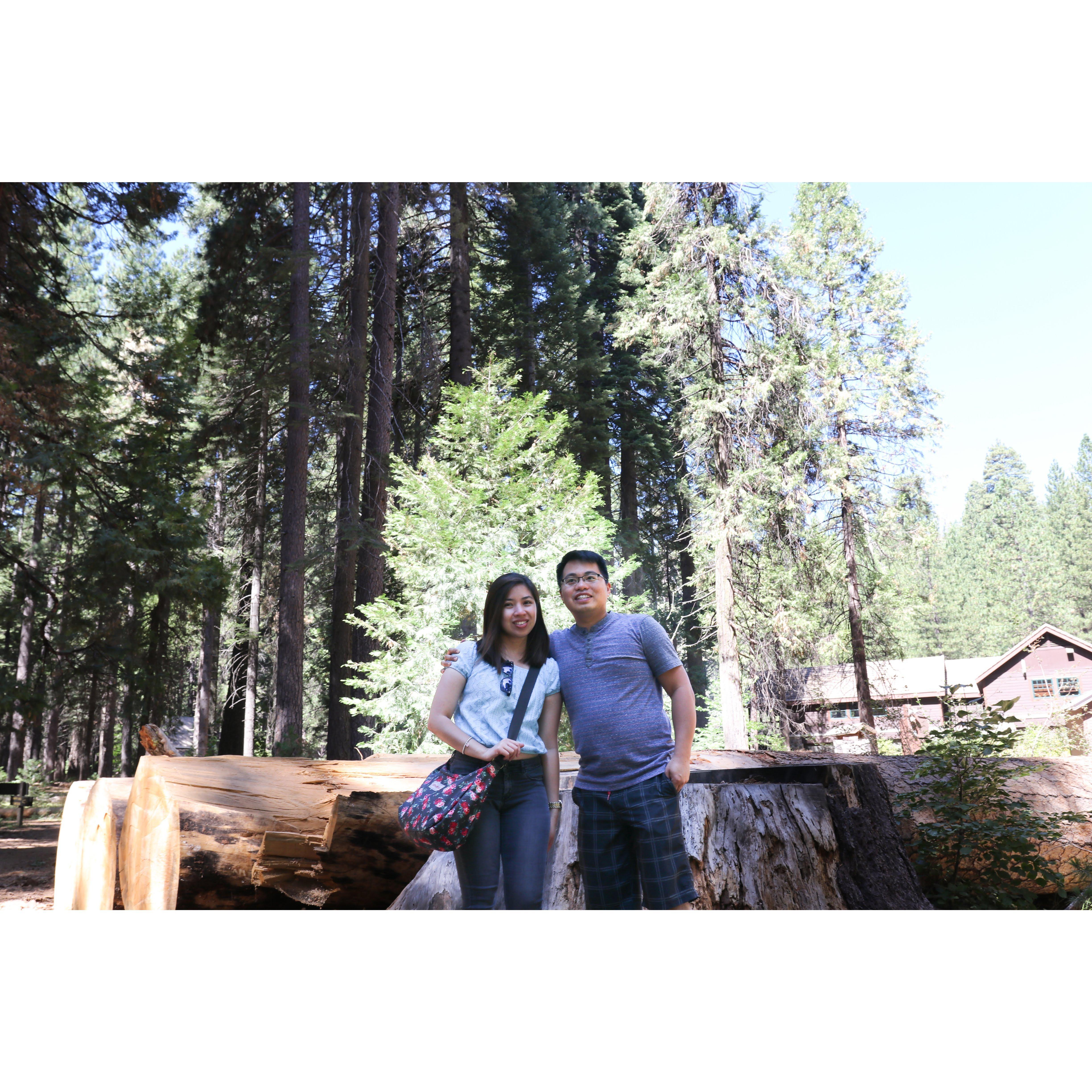 Calaveras State Park. Land of the Giant trees.