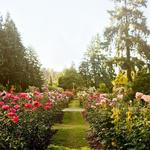 International Rose Test Garden