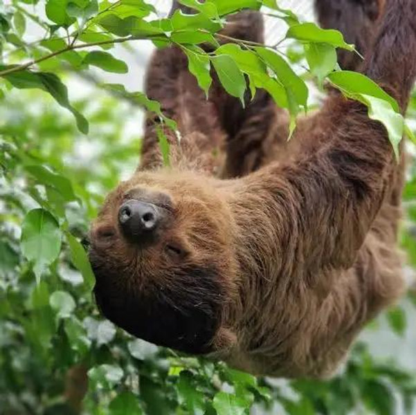 Sloth Encounter on Our Honeymoon