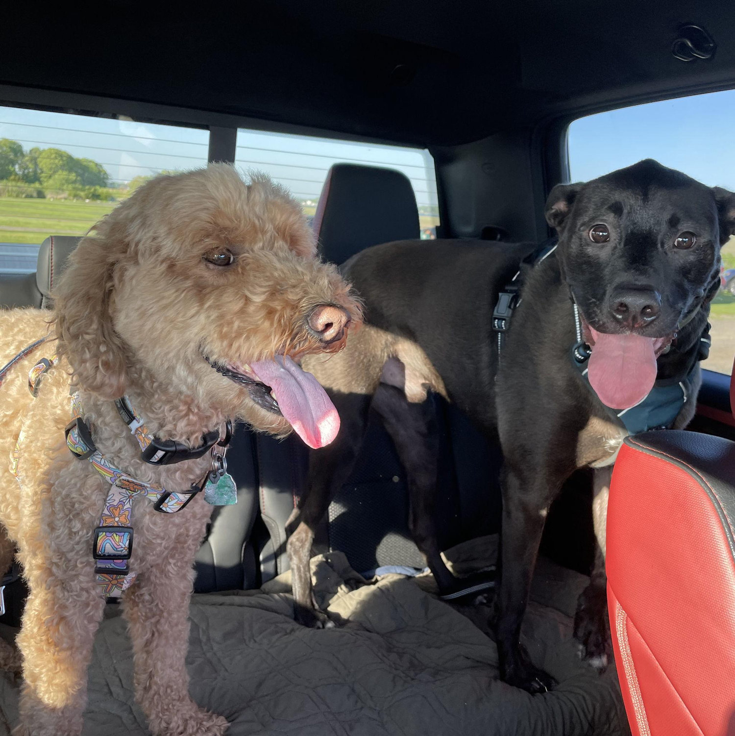 Our furbabies