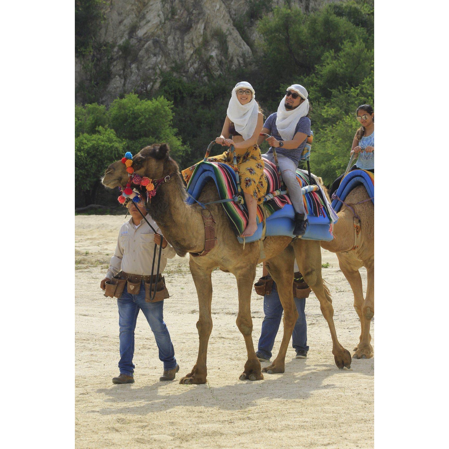 camels in cabo