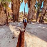 Smoke Tree Stables