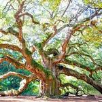 Angel Oak Park