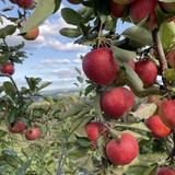 Lyman Orchards Farm Store at the Apple Barrel