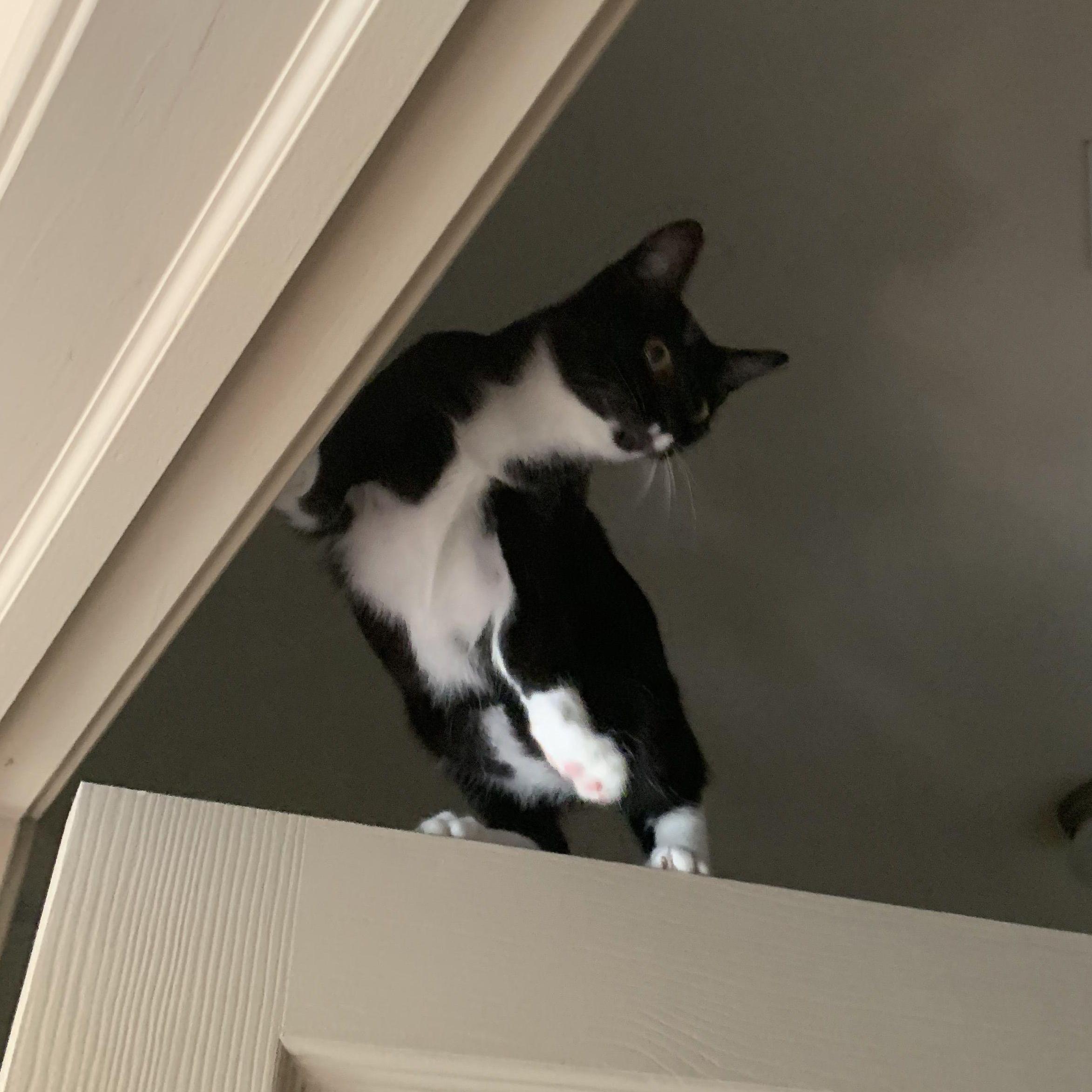 The week Horus decided climbing on top of the door was necessary and well thought out