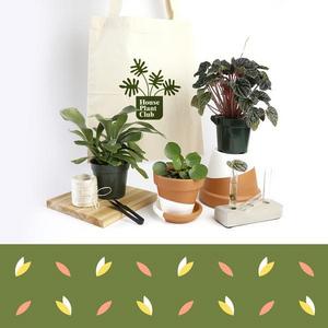 House Plant Club - 3 Months