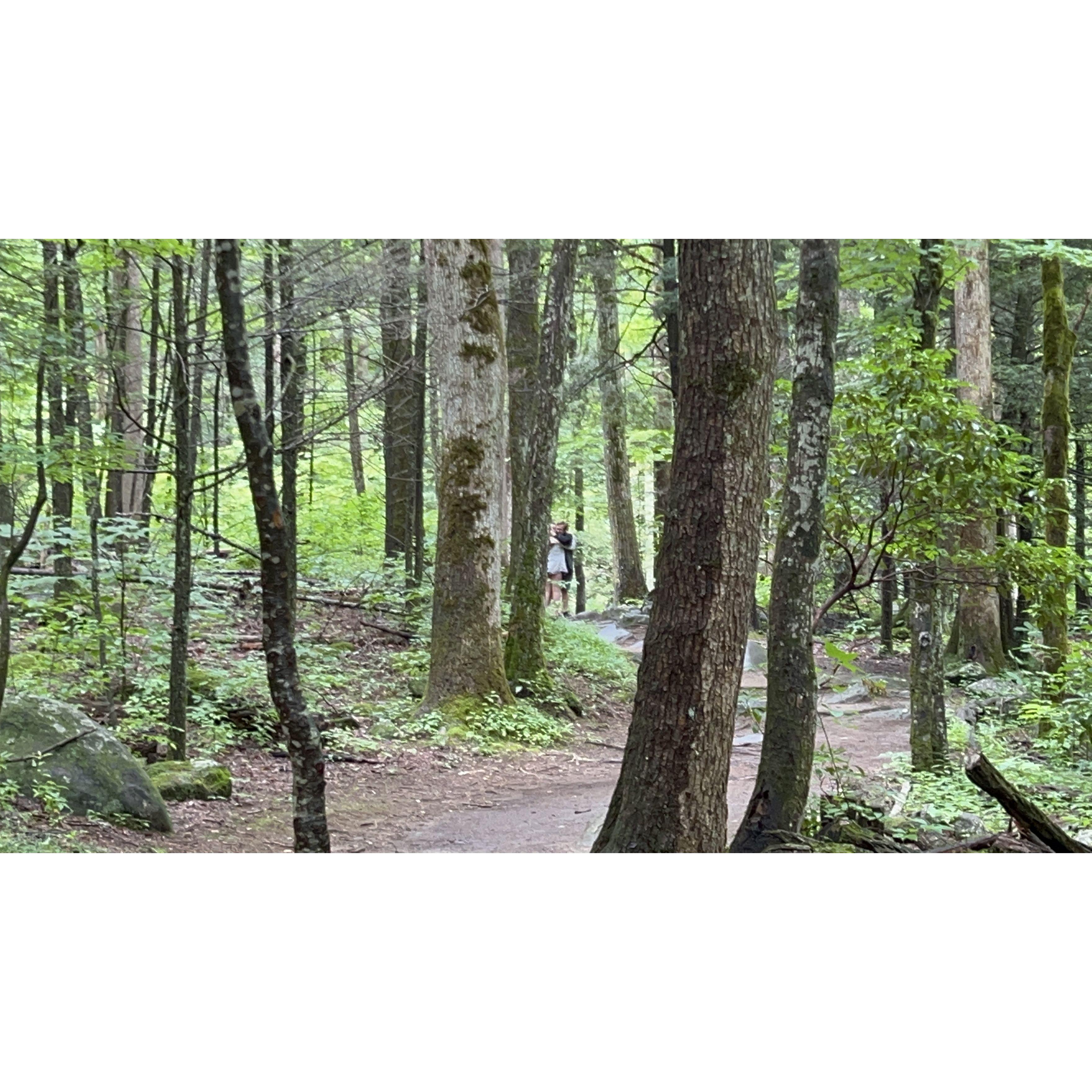 This may look like a bunch of trees, but if you look super closely, you can the actual proposal