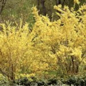 FORSYTHIA PLANT