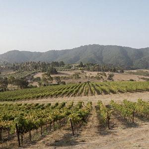 Scar of the Sea Wine Club