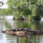 Take a Swamp Tour with Airboat Adventures