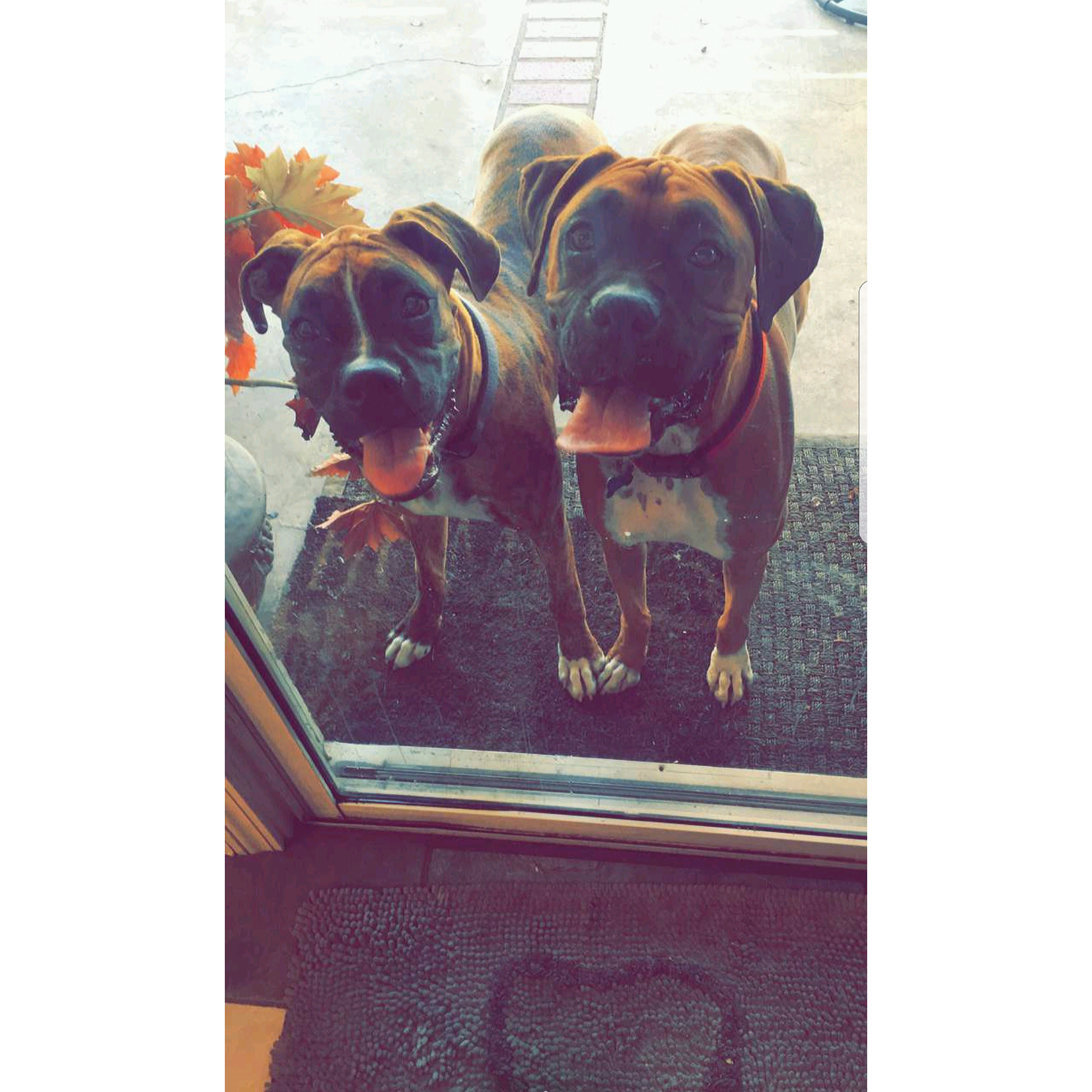 Our furchildren.
