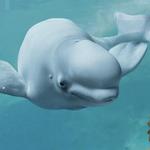 Georgia Aquarium