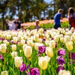 Araluen Botanic Park