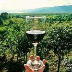 Wine Tasting