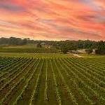 Arrington Vineyards