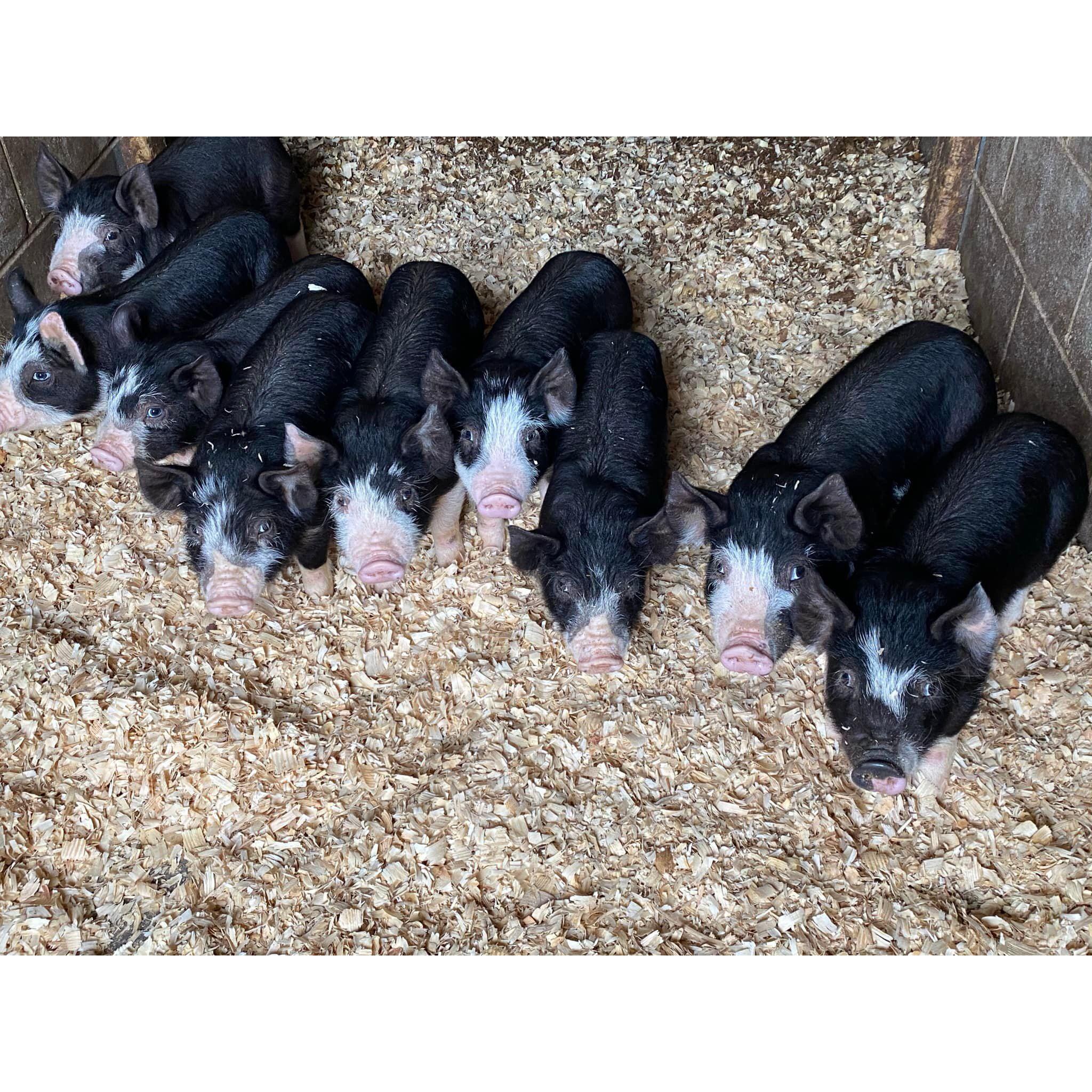 Our piggies are happy & ready to celebrate!