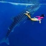Swim With Whale Sharks