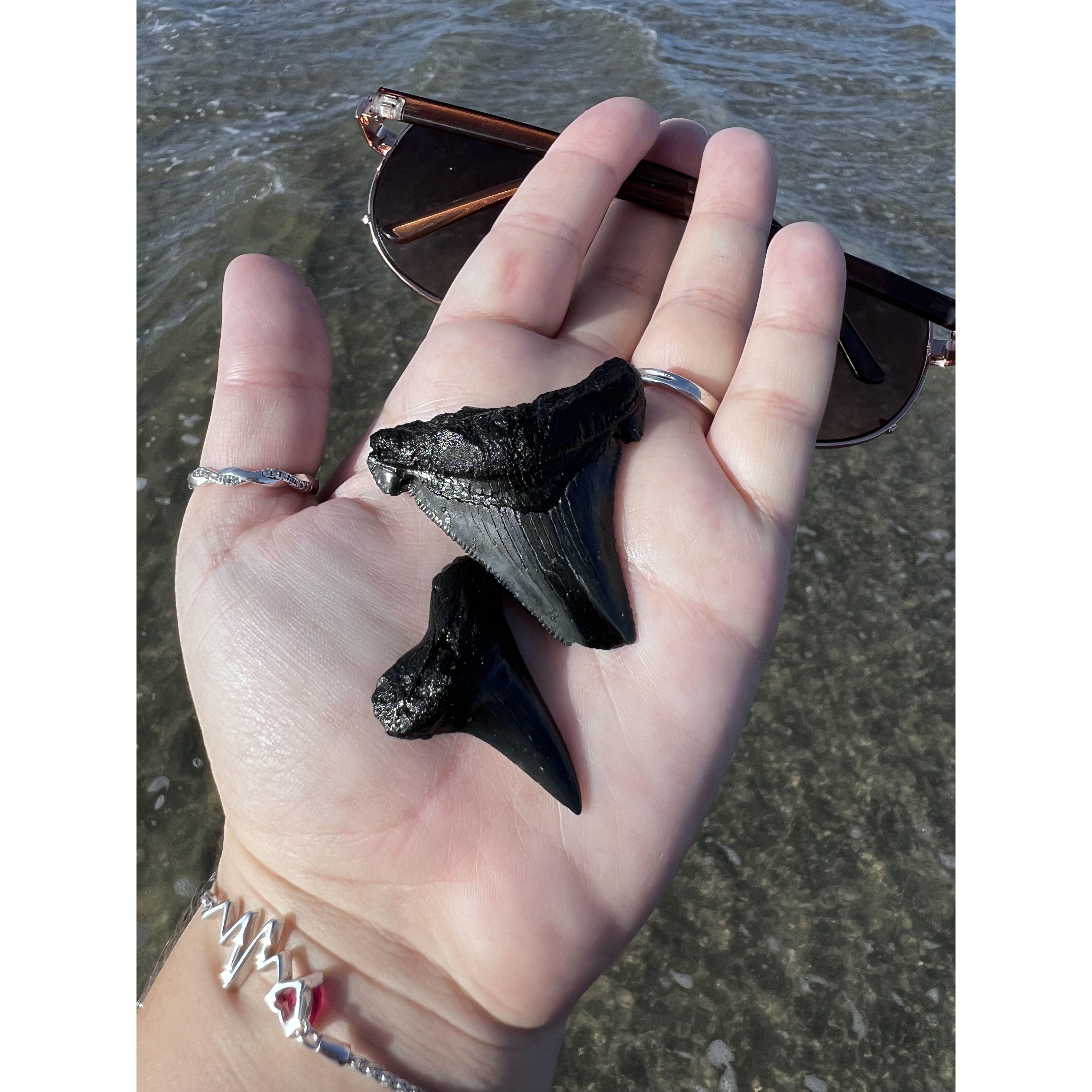 Shark teeth I found on our first charter in Charleston!