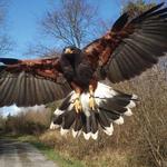 National Bird of Prey Centre