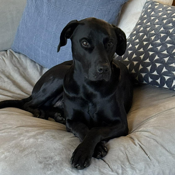 Our Pet Toy Fund