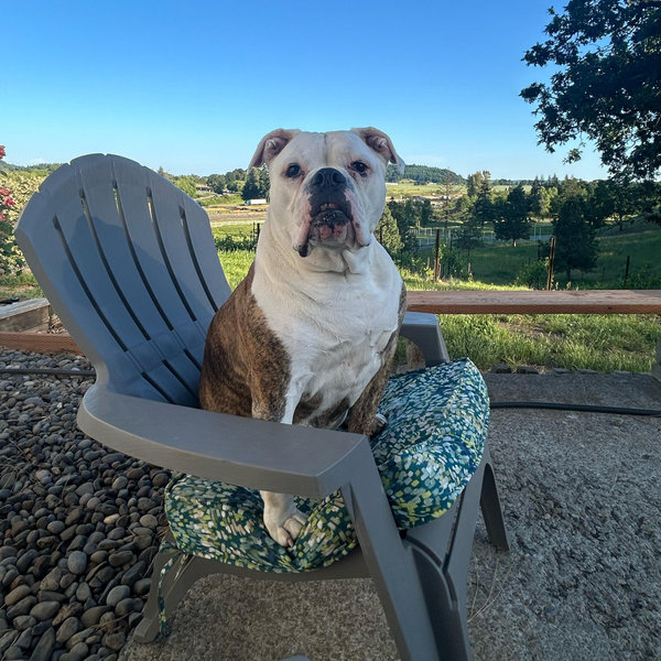 Pet Hotel For Our Honeymoon