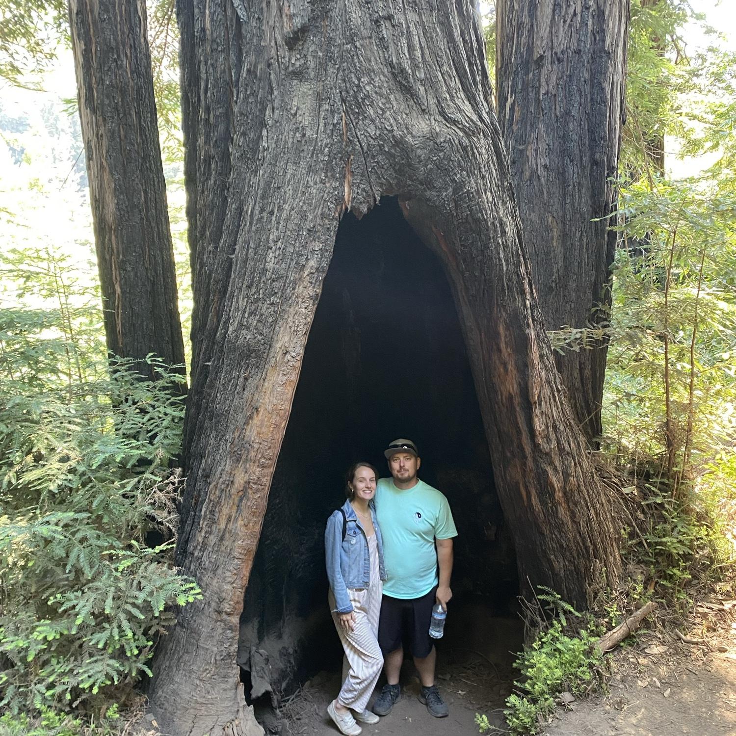 Redwoods in California