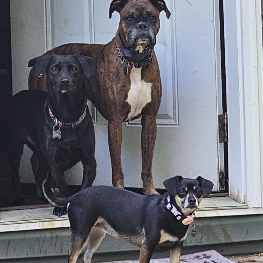 Our combined children-Loki, Tyson, and Athena