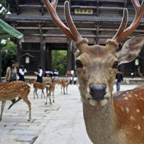 Food for the Nara Park deer