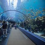 Georgia Aquarium