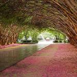 The Dallas Arboretum and Botanical Garden