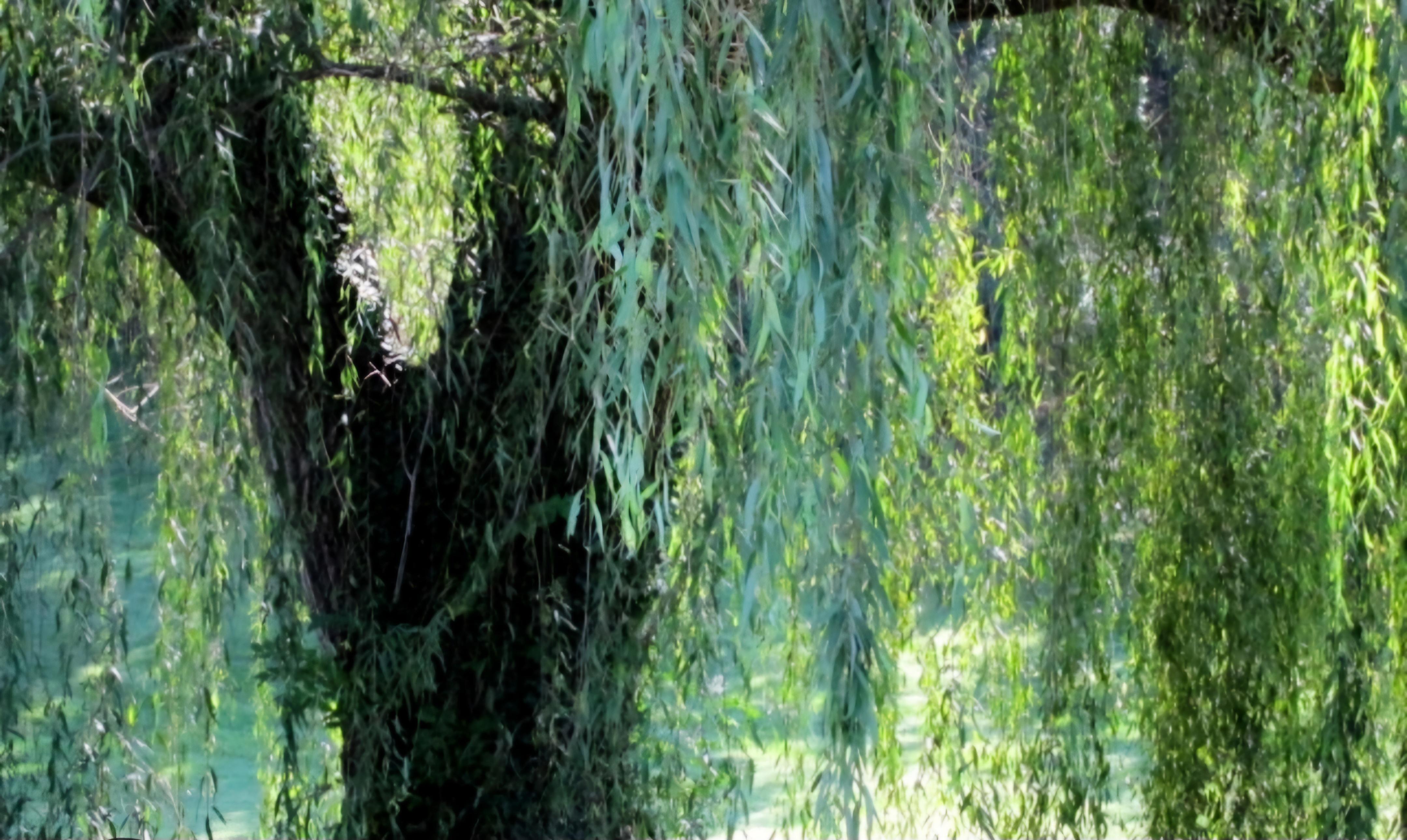 The Wedding Website of Joanie Haiss and Michael Belous