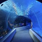 Maui Ocean Center, The Aquarium of Hawaii
