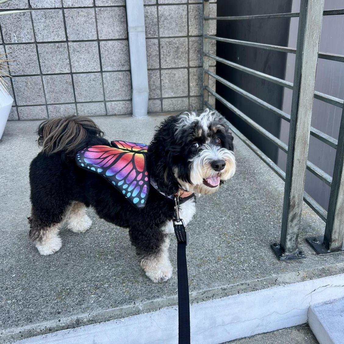 Our baby all dressed up for Halloween!