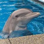 Institute For Marine Mammal Studies